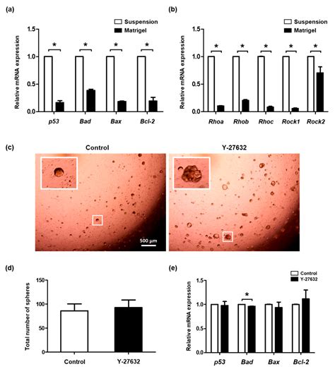 Molecules Free Full Text A Rho Kinase Rock Inhibitor Y 27632 Inhibits The Dissociation