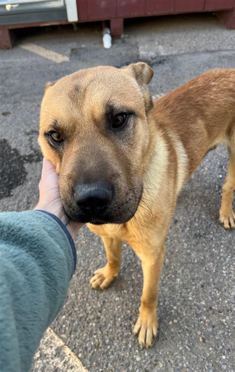 Dog for adoption - Freddy, a Shar-Pei & German Shepherd Dog Mix in Bernalillo, NM | Petfinder