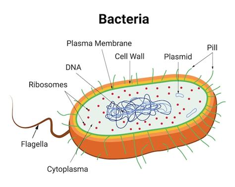 Plasmid Vectors And Illustrations For Free Download Freepik