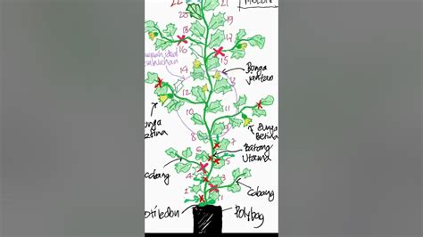 Tutorial Pruning Pohon Melon Tahap I Youtube