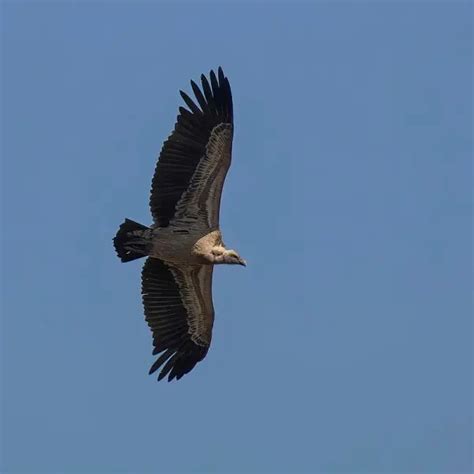 Rüppell's Vulture - Facts, Diet, Habitat & Pictures on Animalia.bio