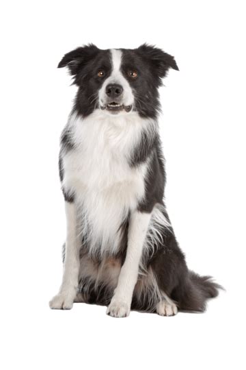 Perro Pastor Border Collie Vertebrado Perro Pastor Border Collie Png Dibujos Adentro