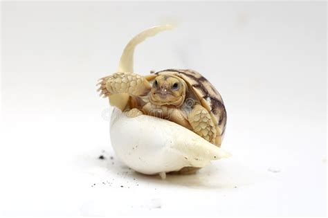 Africa Spurred Tortoise Being Born Tortoise Hatching From Egg Cute