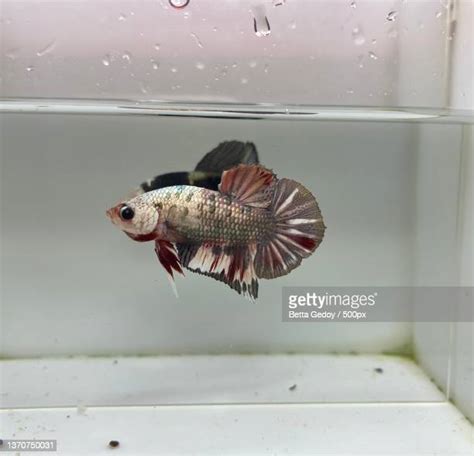 57 Betta Fish Tank Stock Photos High Res Pictures And Images Getty