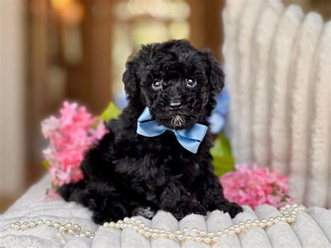 Black Miniature Poodle Puppy