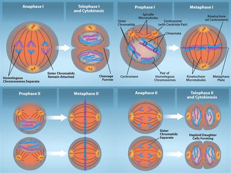 112 The Process Of Meiosis Biology Libretexts