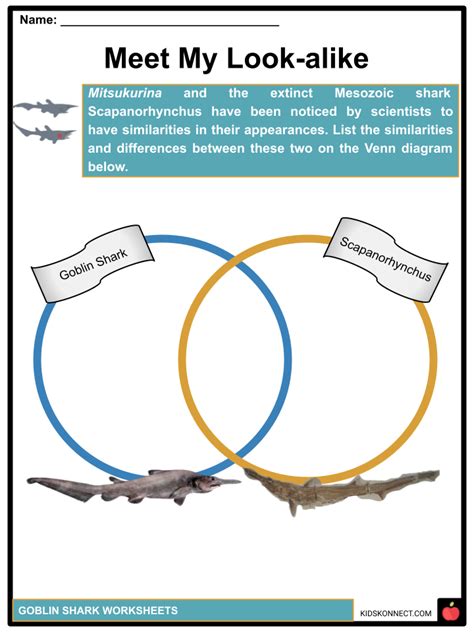 Goblin Shark Facts And Worksheets Taxonomy Anatomy Habitat