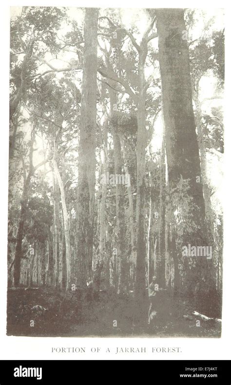 W Australia 1892 P053 Jarrah Forest Hi Res Stock Photography And Images