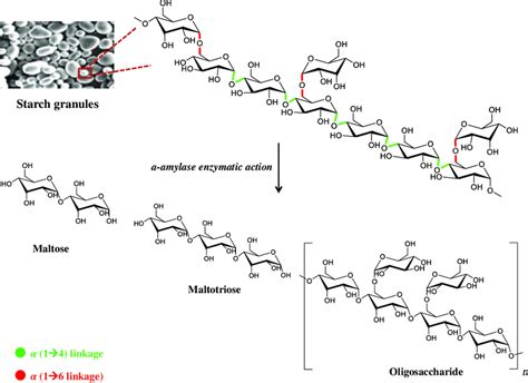 Starch Hydrolysis Amylase