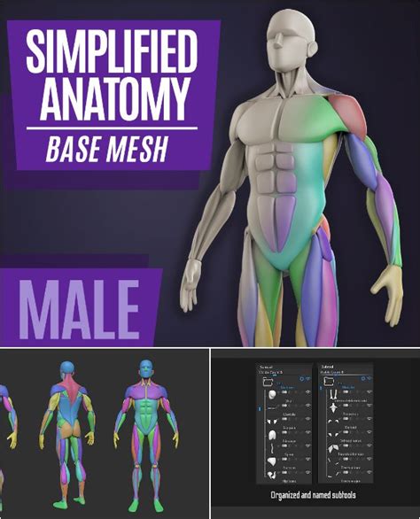 Simplified Anatomy Basemesh Male On Anatomy Zbrush