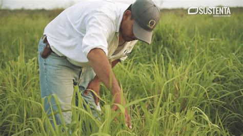 Sustenta Control De Malezas En Pasturas Youtube