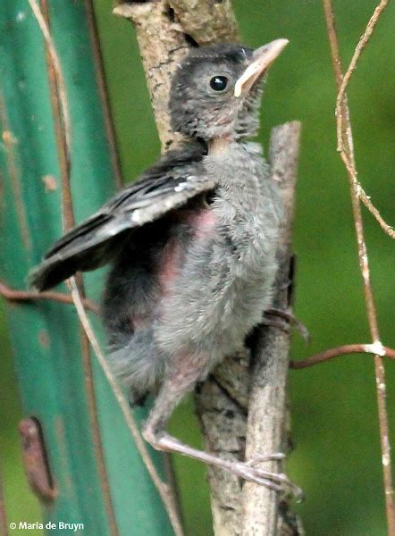 Gray Catbird Fledgling Project Noah