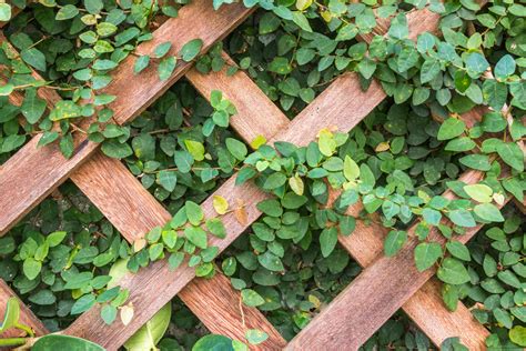 How To Attach Trellis To A Fence | Garden Makeover | Checkatrade