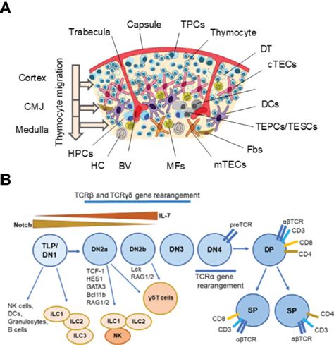 Frontiers Key Factors For Thymic Function And Development