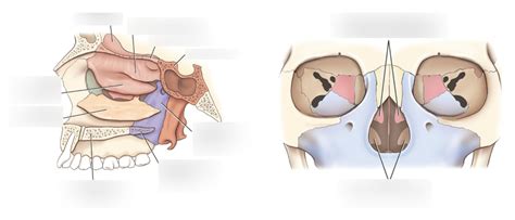 Inferior Nasal conchae and turbinates Diagram | Quizlet