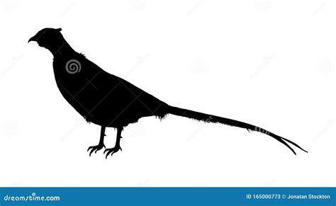 Pheasant Vector Silhouette Illustration Isolated On White Background