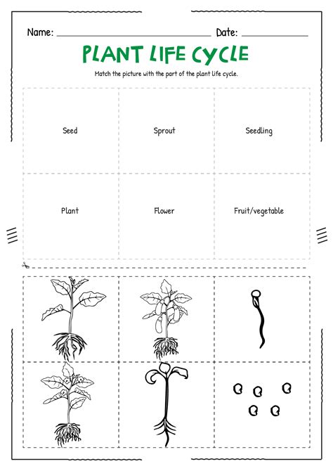 Life Cycle Of A Plant Worksheet