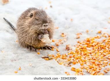 818 Baby Beavers Stock Photos, Images & Photography | Shutterstock