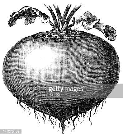 Turnip Root Stock Vector | Royalty-Free | FreeImages