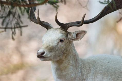 European White Fallow Deer Male Dama Dama Albino Stock Image