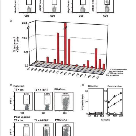 Functional Analysis Of Htert I540specific Cd8 T Cells Before And