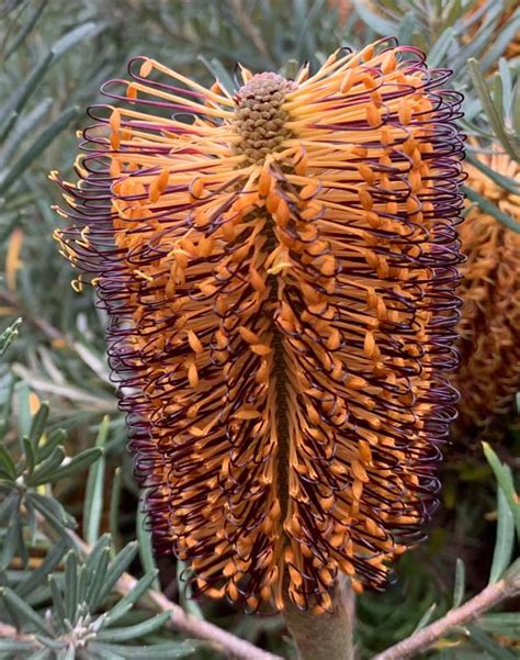 Banksia Vincentia Australian Plants Society