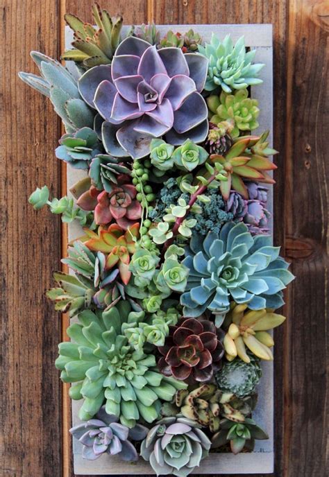 The Best Awesome Ideas Diy Indoor Succulents Plant Garden No 02