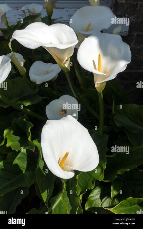 Zantedeschia Aethiopica Hardy White Arum Lily Stock Photo Alamy