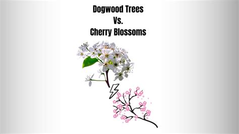 Dogwood Trees Vs Cherry Blossoms: 7 Key Differences - Everything ...