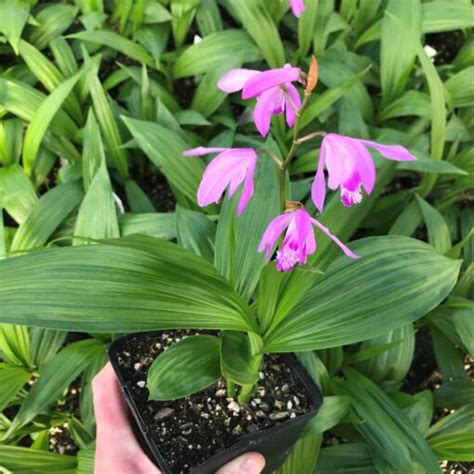 Bletilla Striata Shi Ran Hardy Chinese Ground Orchid 45 Pot