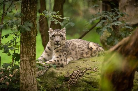 Reasons Why Snow Leopards Are Endangered Home Design Ideas