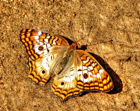 golden butterfly  stock photo public domain pictures