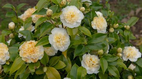 Camellia Varieties: 23 Different Types of Camellia You'll Love