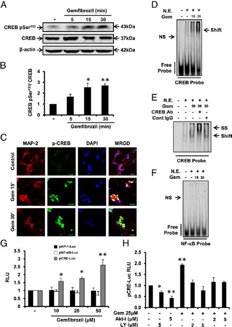 Gem Induces The Activation Of Creb In Fmcns Via Pi K Akt Pathway A