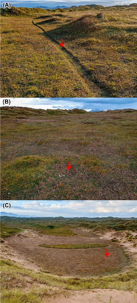 Main Habitats Occupied By Petalophyllum Ralfsii In Study Site A A