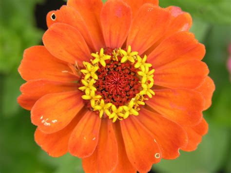 Zinnien Pflanzen Pflegen Tipps F R Garten Balkon