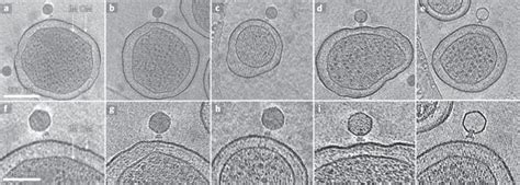 冷冻电子断层扫描显示噬菌体 P22 感染起始的结构动力学。nature Microbiology X Mol