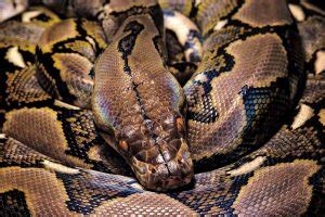 Reticulated Python: Care, Size, Temperament & Breeding - AZ Reptiles