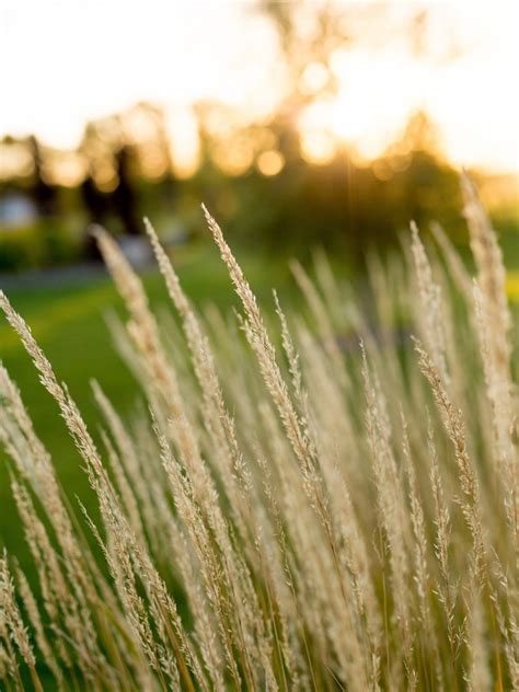 Karl Forester Feather Reed Grass Jeffries Nurseries