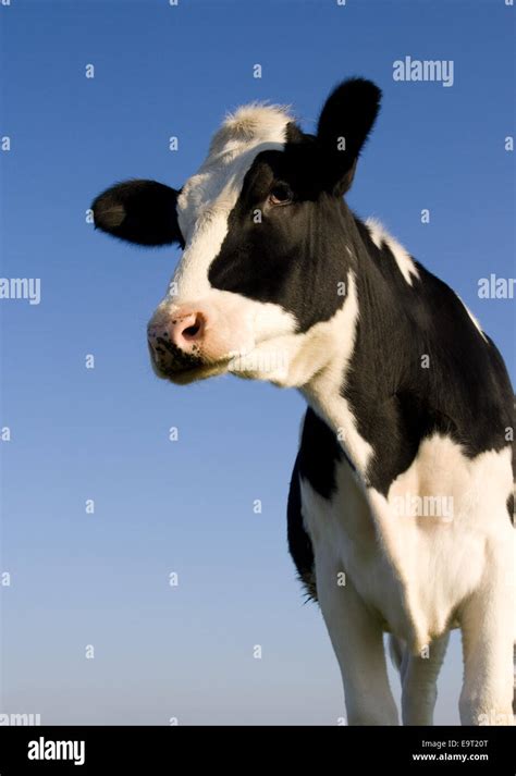 Dairy Cow Face