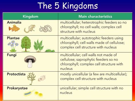 Biology Features Of Organisms B1 3 Diagram Quizlet