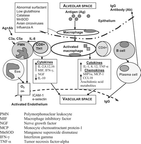 Hypersensitivity Pneumonitis Oncohema Key