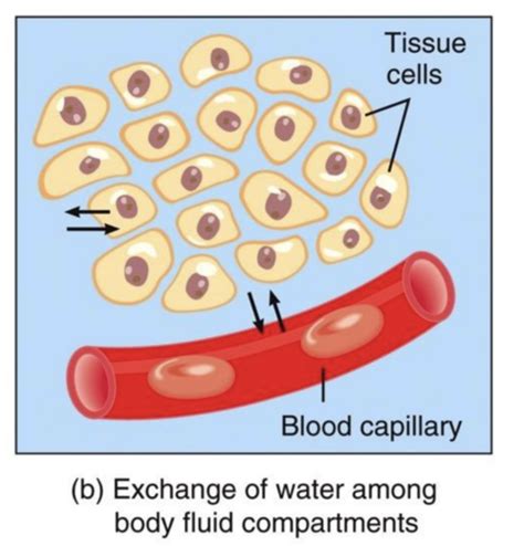 A P Chapter Fluid Electrolyte And Acid Base Homeostasis