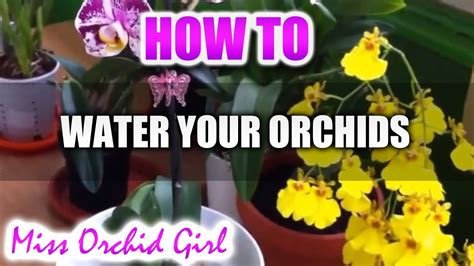 Watering Orchids How I Water My Orchids Youtube