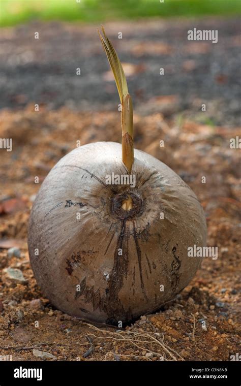 Germinating Coconut Hi Res Stock Photography And Images Alamy