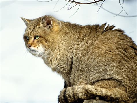 Prairie Animals