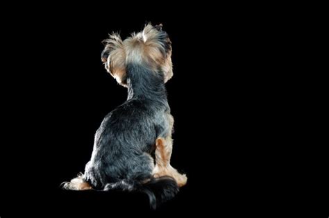 Premium Photo Back View Of A Sitting In A Black Yorkshire Terrier Dog