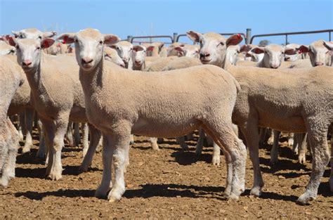 Lot Mixed Sex Store Lambs Auctionsplus