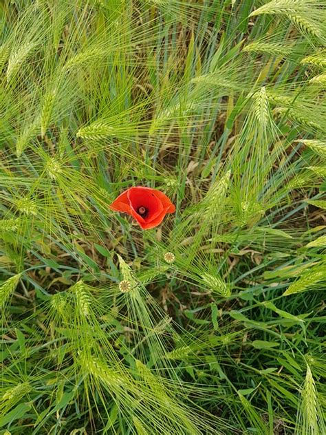 Mohnblume Klatschmohn Gerste Kostenloses Foto Auf Pixabay Pixabay