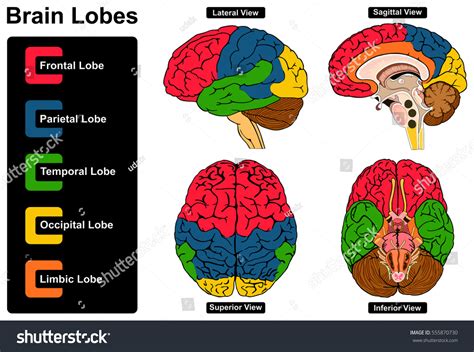 Nsan Beyin Anatomisi Yanal Sagittal St N Stok Vekt R Telifsiz